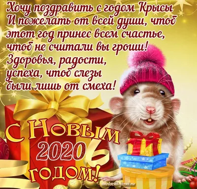 Крысы офигенные». Все про символ 2020 года рассказала бобруйчанка, у  которой живут шесть крысок | bobruisk.ru