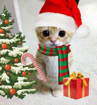 Новогодний котик мем | Рождественские картины, Новогодние записки, Обои