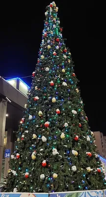 Ёлочки Снежногорска, Полярного и новогодний Мурманск