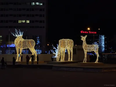 Ёлочки Снежногорска, Полярного и новогодний Мурманск