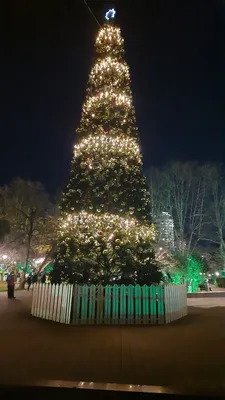 Сочи на Новый год принял 280 тысяч туристов - KP.RU
