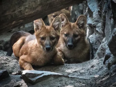 В Новосибирский зоопарк привезли краснокнижных гигантских муравьедов - KP.RU