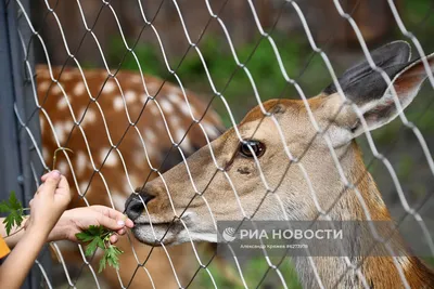 Новосибирский зоопарк — первый в Сибири и один из самых больших в России