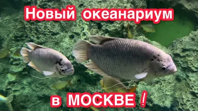 Океанариум (Москвариум) на ВДНХ — DRIVE2