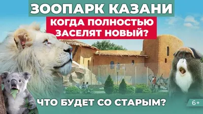 Животный мир: когда в зоопарке Казани появятся жираф и слон — РБК