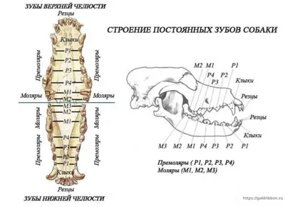 Чистка зубов собаке в Истре: 86 исполнителей с отзывами и ценами на Яндекс  Услугах.