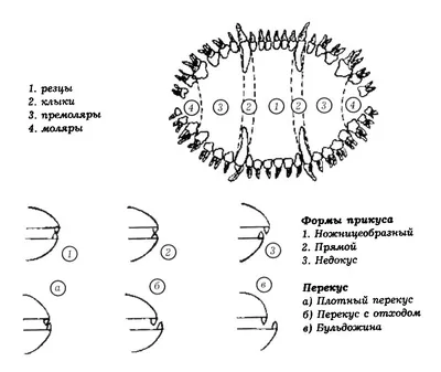 Правильный и неправильный прикус у собак и его исправление