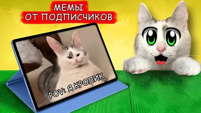 СМОТРИМ ВАШИ МЕМЫ ! Реакция на СМЕШНЫЕ МЕМЫ от ПОДПИСЧИКОВ! ЧТО ТВОРЯТ КОТ  МАЛЫШ и КОШЕЧКА МУРКА - YouTube