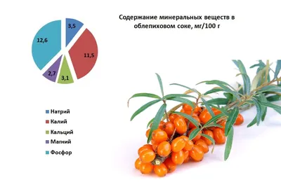 ОБЛЕПИХА ЧУЙСКАЯ СЛАДКАЯ: купить саженцы облепихи чуйская сладкая почтой |  PLOD.UA