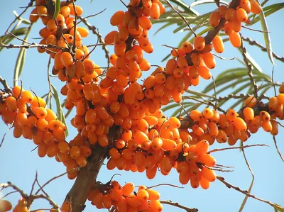 Облепиха крушиновидная \"Hippophae\"