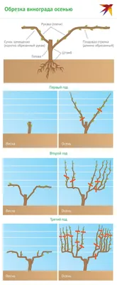 Обрезка винограда осенью для начинающих: как и когда правильно делать в  пошаговых картинках | Виноград, Уход за садом, Посадка растений