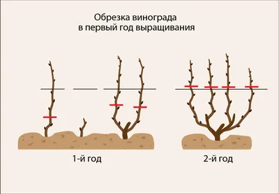 Обрезка винограда осенью - инструкция для начинающих с картинками и видео