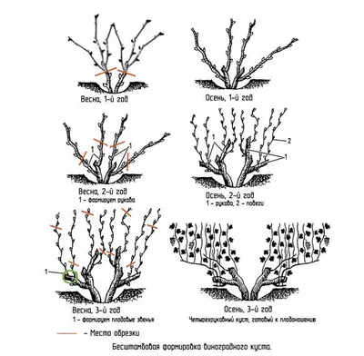 Правила обрезки винограда весной | Полезные статьи на блоге Беккер