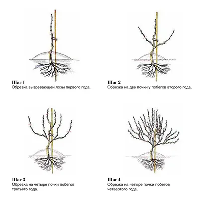 Схема осенней обрезки винограда | Виноград, Лозы, Виноградные лозы