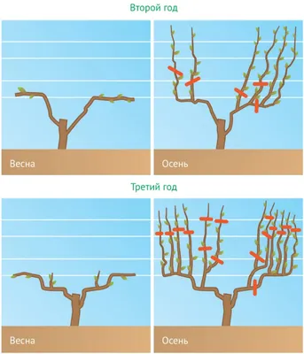 Обрезка винограда весной инструкция для начинающих садоводов в картинках