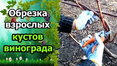 Обрезка винограда осенью