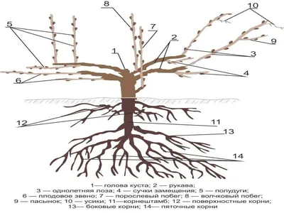 Обрезка винограда весной инструкция для начинающих садоводов в картинках