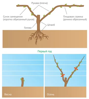 Обрезка винограда осенью: пошаговая инструкция для начинающих, схемы и  правила | ivd.ru