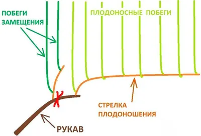 Обрезка винограда осенью: пошаговая инструкция для начинающих, схемы и  правила | ivd.ru