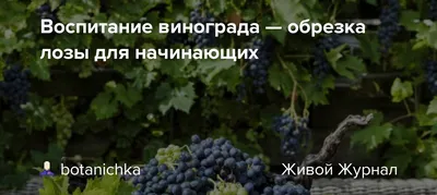 Обрезка винограда: пошаговое описание, схема, видео | Компания «Большая  земля»