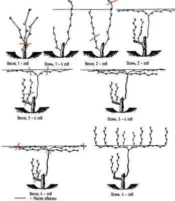 Обрезка винограда осенью, схемы, сроки, картинки и инструкции для начинающих