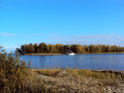 В Новосибирске зацвело Обское море в июле 2023 года — Новости Новосибирска  и области - Atas.info