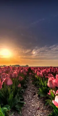 МОИ ЛЮБИМЫЕ ВЕСЕННЕЕ ОБОИ (на телефон и ноутбук) | Pretty landscapes, Field  wallpaper, Spring wallpaper