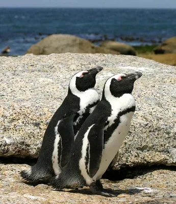 Очковый пингвин фото фото