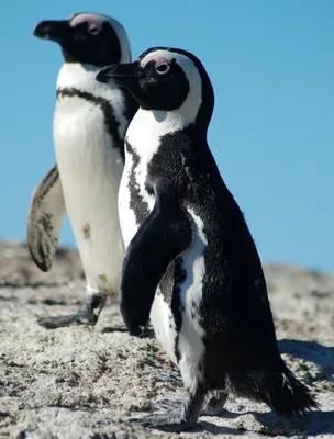 Очковый пингвин, Spheniscus demersus, African Penguin | Flickr