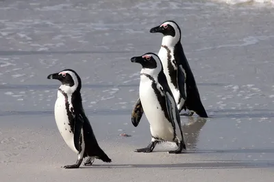 Очковый пингвин, Spheniscus demersus, African Penguin | Flickr