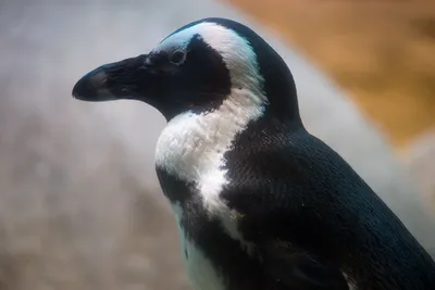 African penguin (Spheniscus demersus) Очковый пингвин | Flickr