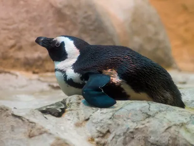 Очковый пингвин, Spheniscus demersus, African Penguin | Flickr