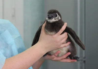 Очковый пингвин🐧 детёныши» — создано в Шедевруме