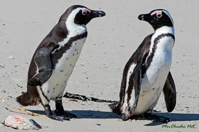 Спящий Очковый Пингвин (Spheniscus Demersus), Также Известный Как Черный  Ногой Penguin Фотография, картинки, изображения и сток-фотография без  роялти. Image 15373987