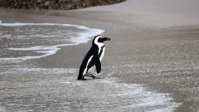 Королевский пингвин | Penguin pictures, Penguins, Cute penguins