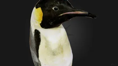 Королевский пингвин на острове Южная Георгия. King penguin on the South  Georgia island, Ocean harbor. #пингвин, #kingpenguin, #penguin… | Instagram