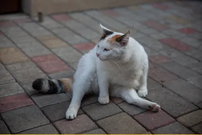 Кость пушистая / одесские котики :: котэ (прикольные картинки с кошками) /  смешные картинки и другие приколы: комиксы, гиф анимация, видео, лучший  интеллектуальный юмор.