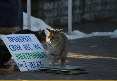 Весовой контроль / одесские котики :: котэ (прикольные картинки с кошками)  / смешные картинки и другие приколы: комиксы, гиф анимация, видео, лучший  интеллектуальный юмор.