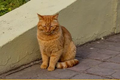 Вроде никого / одесские котики :: рыжий кот :: котэ (прикольные картинки с  кошками) / смешные картинки и другие приколы: комиксы, гиф анимация, видео,  лучший интеллектуальный юмор.