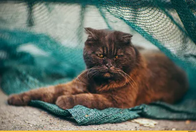 Тени мгновений / рыжий кот :: одесские котики :: под катом продолжение ::  котэ (прикольные картинки с кошками) / смешные картинки и другие приколы:  комиксы, гиф анимация, видео, лучший интеллектуальный юмор.