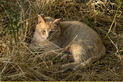 Лучше не подходи\" / одесские котики :: рыжий кот :: котэ (прикольные  картинки с кошками) / смешные картинки и другие приколы: комиксы, гиф  анимация, видео, лучший интеллектуальный юмор.