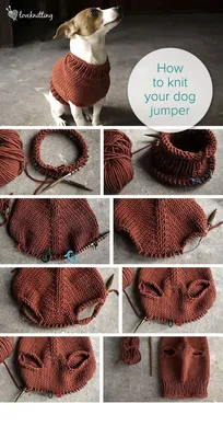 Как сшить одежду для собак своими руками: пошаговый мастер класс | Tricot  pour chien patron, Projets de tricots, Tricot pour chien