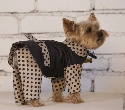 DIY | How to sew clothes for dogs | Sewing clothes for dogs of old things -  YouTube