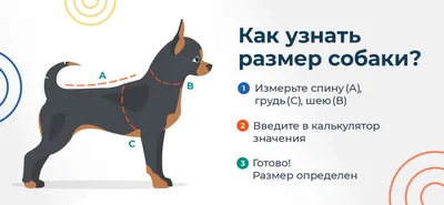 Купить Одежду для Басенджи в Интернет-магазине McDog.ru