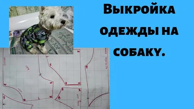 Одежда для собак: своими руками, какая бывает, как сшить, связать, где  недорого купить