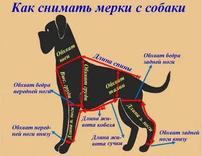 Свитер для собак, выкройка Grasser №988 – купить онлайн на сайте GRASSER,  каталог выкроек с ценами