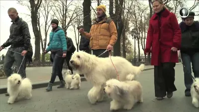 ОДИС -Украинская национальная порода собак-компаньонов: Руководитель породы  ОДИС И.Бахарева со щенками ОДИСами.