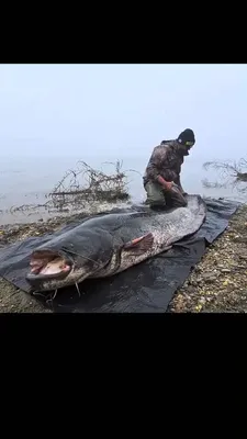 ВАРӶ ӃВЭЛ — БОЛЬШАЯ РЫБА в Томске!