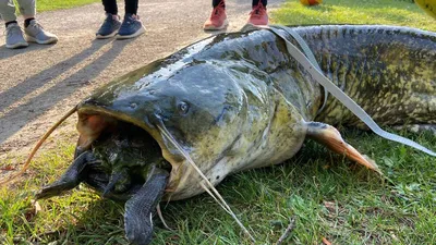 Рекордный улов: Поймана самая большая рыба на удочку в России | Рыболовные  Приключения | Дзен