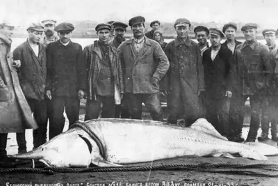 Большая Рыба В Океане Фотография, картинки, изображения и сток-фотография  без роялти. Image 75607965